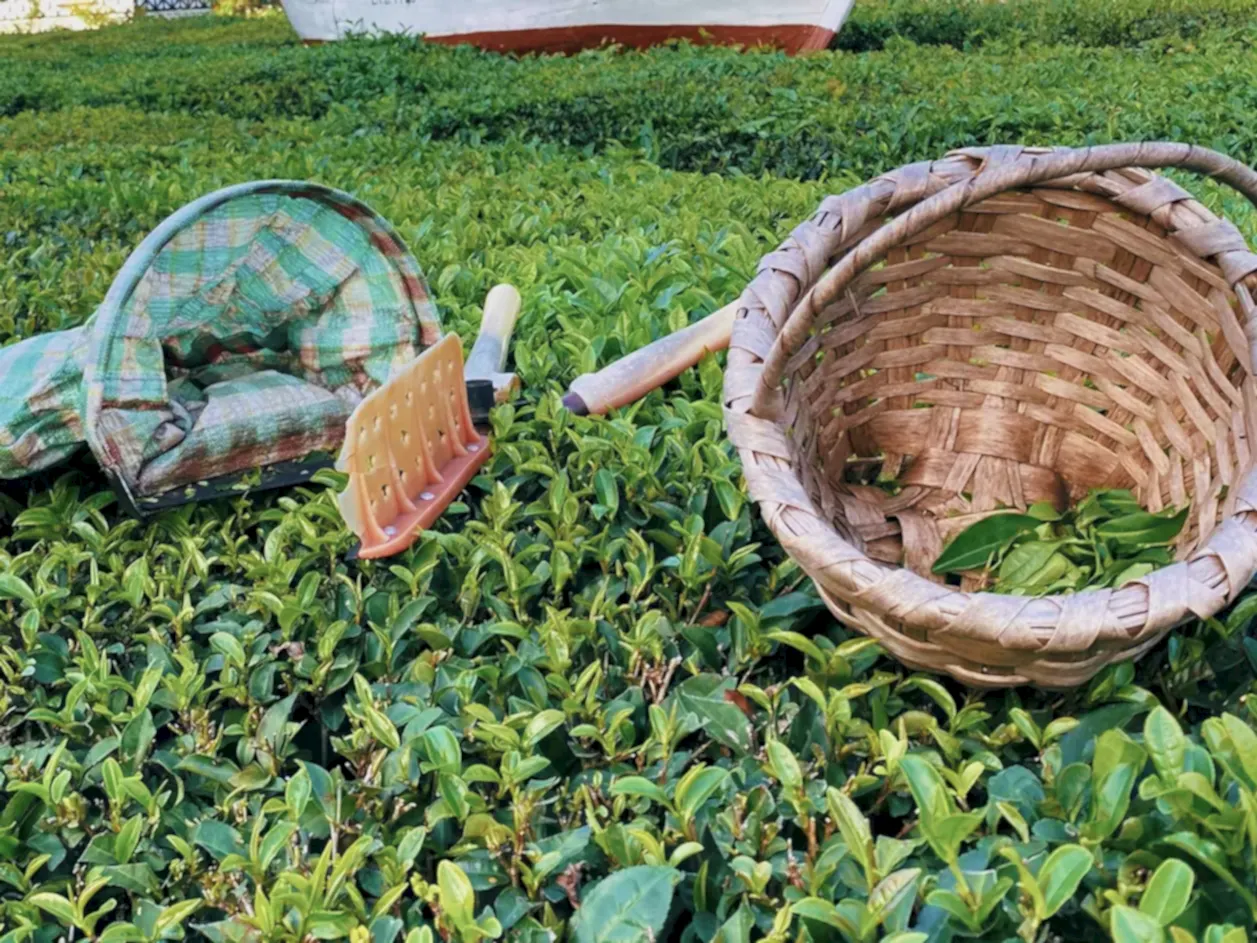 Karadeniz Yayla Turu