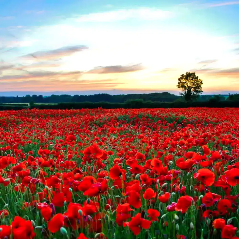 Yazılı Kanyon - Kovada Gölü - Gül Bahçeleri Turu