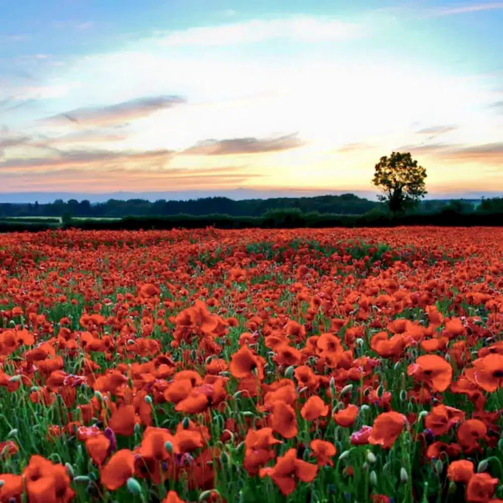 Yazılı Kanyon - Kovada Gölü - Gül Bahçeleri Turu