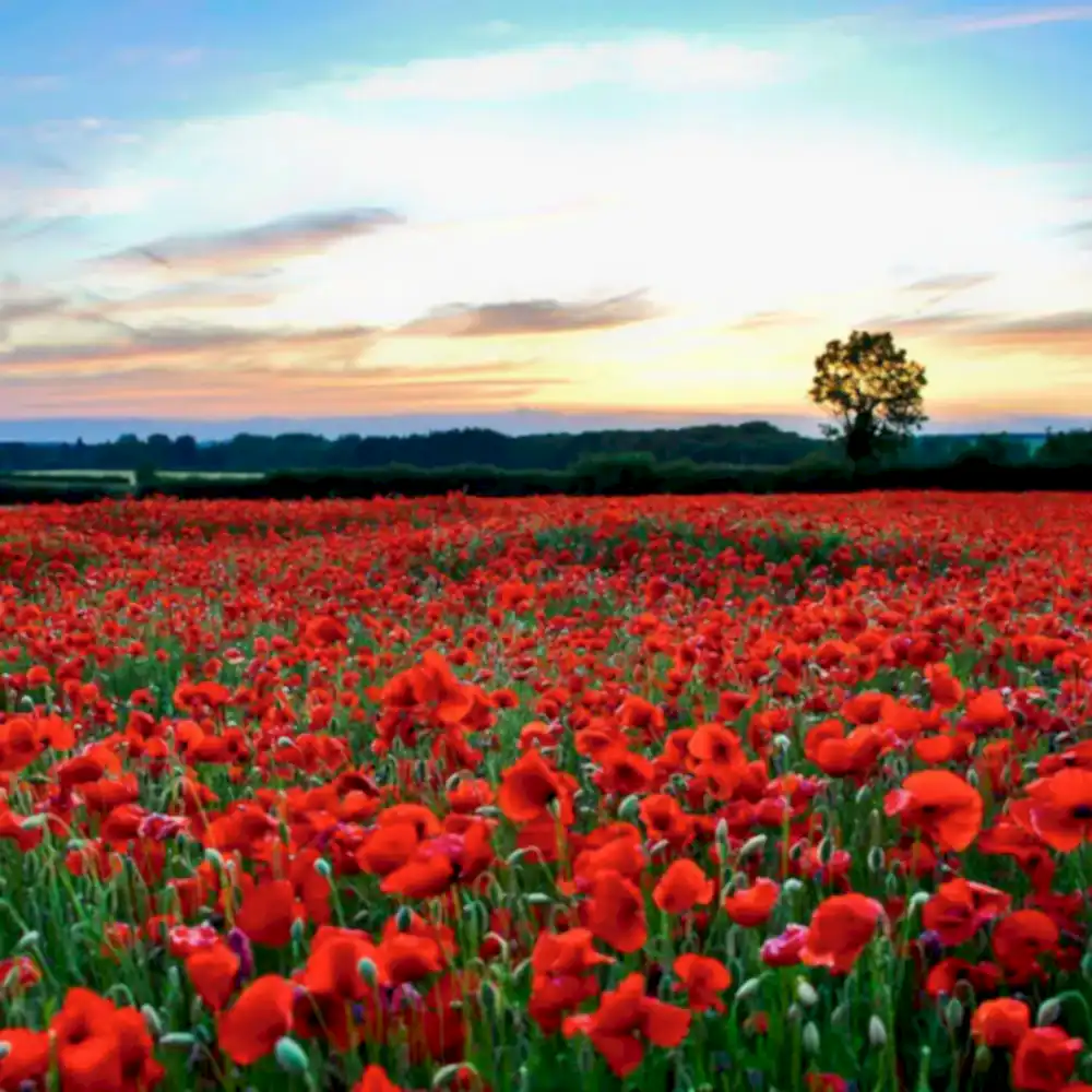 Yazılı Kanyon - Kovada Gölü - Gül Bahçeleri Turu